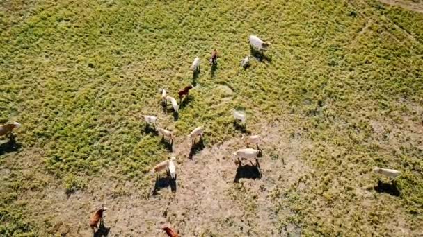 Vista Aérea Rebanho Vacas Pastando Alimentando Campo Grupo Mamíferos Estepe — Vídeo de Stock