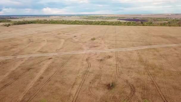 Luftaufnahme Des Goldenen Weizenfeldes Drohne Fliegt Sonnigen Tagen Über Reife — Stockvideo