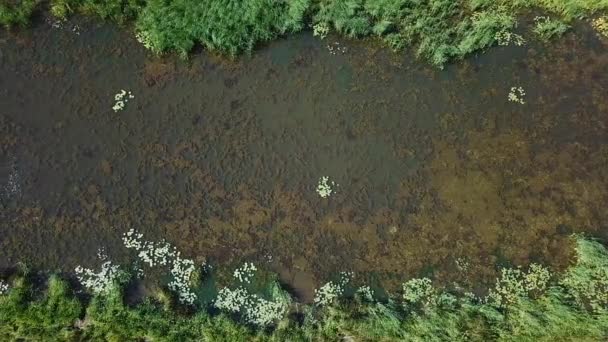 Vista Aérea Cima Para Baixo Pântano Multicolorido Pássaros Ducto Pantanosos — Vídeo de Stock