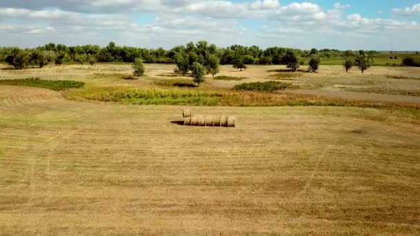 農業の風景の上にドローン飛行 フィールド内の乾燥した草の丸いバンドルの空中ビュー 農地で牛を養うための干し草の山 — ストック動画