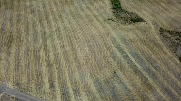 黄金の麦畑の空中ビュー ドローンは晴れた日に小麦の熟した耳の上を飛ぶ 黄色の小穂に対する遠近法の飛行 田園風景 — ストック動画