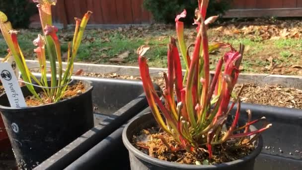 Albany Oregon Circa 2020 Carnivorous Plants Sarracenia Juthatip Soper Pitcher — Stok Video