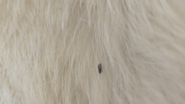 Puces Rampant Sur Fourrure Blanche Animal — Video