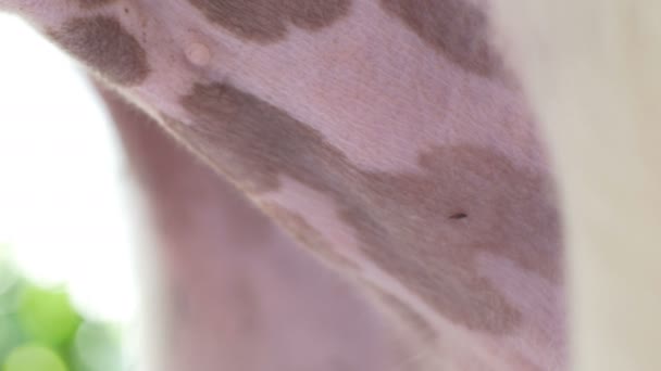跳蚤在动物的皮肤上爬行 — 图库视频影像