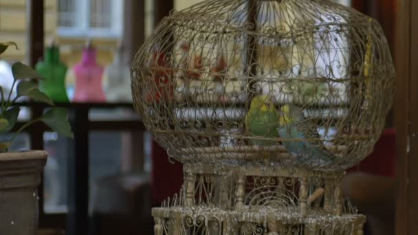 Two Parakeets Vintage Stylish Cage — Stock Video