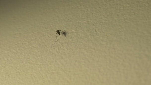 Mosquito Habitación Pasando Pared Listo Para Morder — Vídeos de Stock