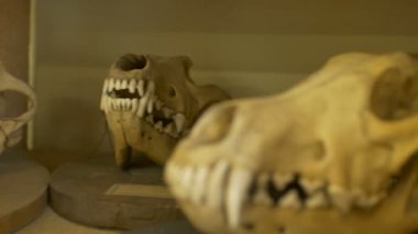 Zooloji laboratuvar çeşitli etçil hayvanlar kafatasları.
