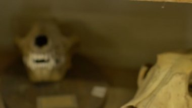 Maymun boyunca diğer hayvanların iskelet kafatası görünümünü.