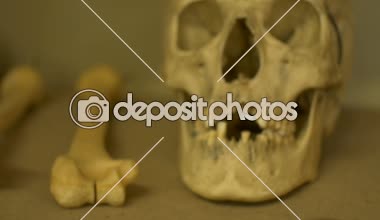 Eski insan kafatası burun görünümü laboratuvar.