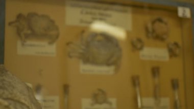 Çok fazla deniz fauna bir laboratuvarda maruz.