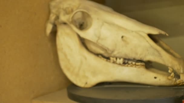 Large Horse Skull Biology Laboratory — Stock Video