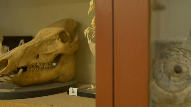動物学研究室に 豚の頭蓋骨 — ストック動画