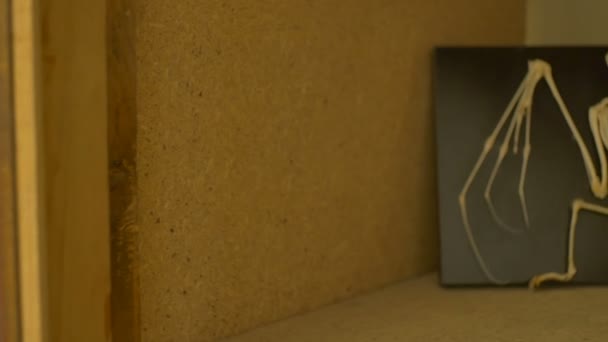 Vue d'un squelette de chauve-souris en laboratoire zoologique .