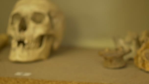 인간의 두개골 생물학 실험실에 — 비디오