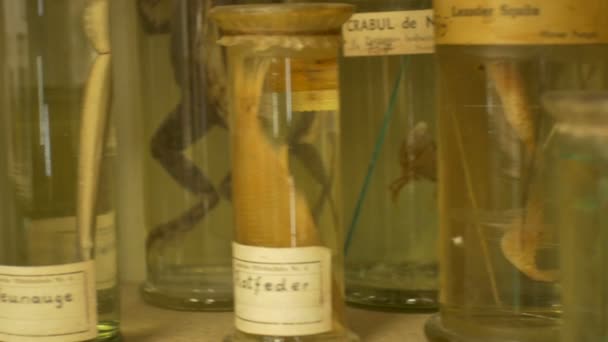 棚の瓶をたっぷりの古代の生物学研究室 — ストック動画