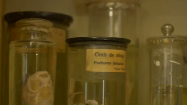 老式实验室眼镜和不同内容的罐子 — 图库视频影像