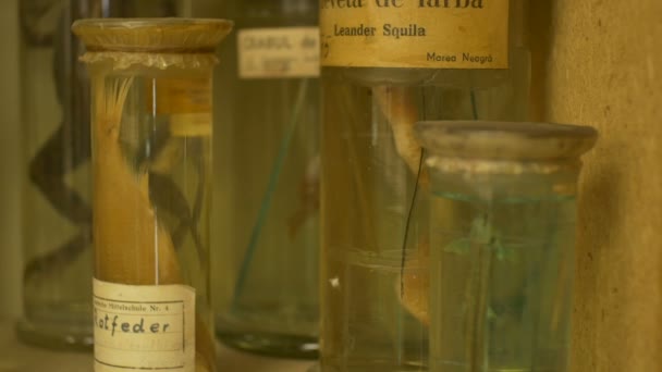 Ancien Laboratoire Biologie Avec Des Animaux Intérieur Des Bocaux Formaline — Video