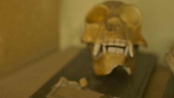 View Skull Gibbon Exposed Shelf — Stock Video