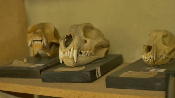 Plenty Skulls Animals Exposed Shelf — Stock Video