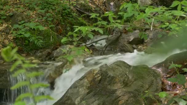 森の中の水流のクローズアップショット — ストック動画
