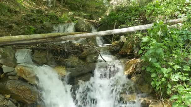 Nyári Vízeséses Kilátás Erdőbe — Stock videók