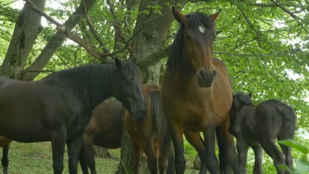 森の中で待っている野生の馬の群れ — ストック動画