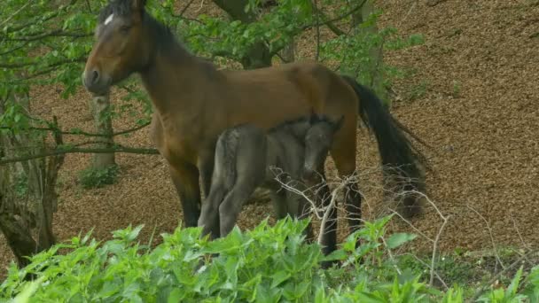 森の中で彼女の子馬を授乳する馬 — ストック動画