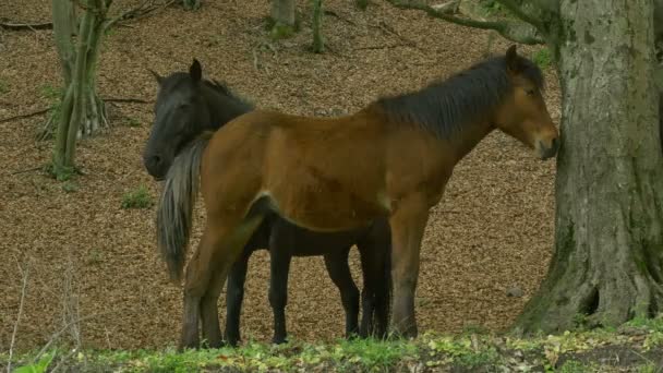 森の中で待っている馬の群し — ストック動画