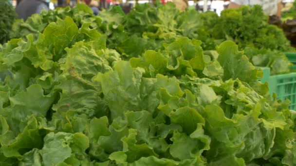 Vista Lechuga Orgánica Mercado Local — Vídeo de stock