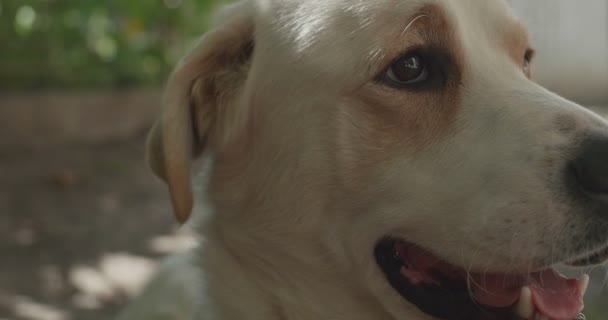 Portret Van Labrador Hond Een Zomerse Dag Achtertuin — Stockvideo