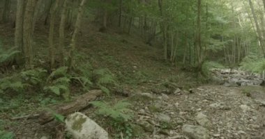 Karpat Dağları 'nda vahşi bir orman boyunca yürüyorum..