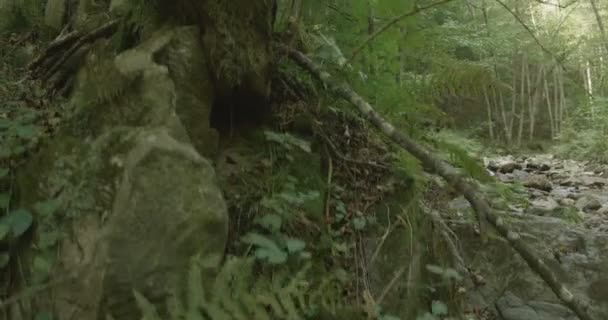 Romanya Nın Karpatlar Dağlarındaki Orman Nehrin Vahşi Manzarası — Stok video
