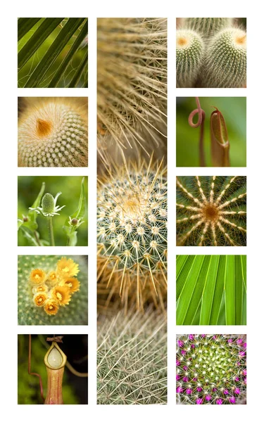 Cactus Carnivorous Plants Collage — Stock Photo, Image