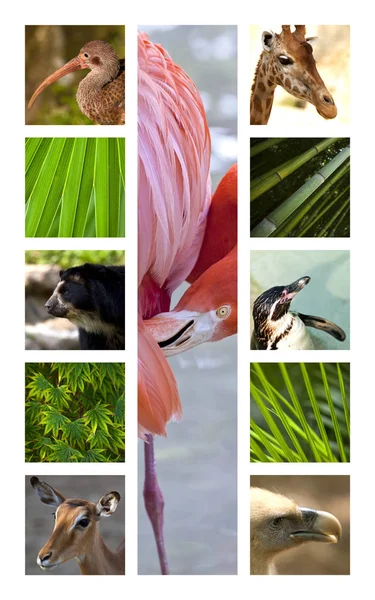 Collage Varios Animales Zoológicos Parques —  Fotos de Stock