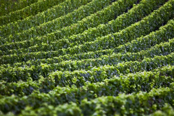Francuskie Winnice Pobliżu Emilion Latem — Zdjęcie stockowe