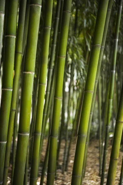 Fondo Bambú Chino Verde Jardín —  Fotos de Stock
