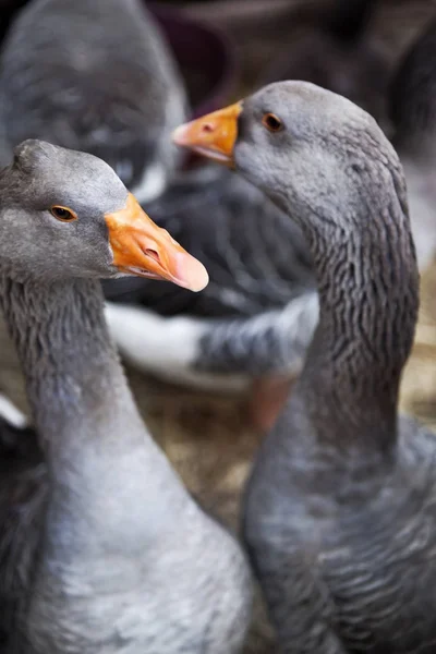 Group Young Geese French Farm — Stock Photo, Image