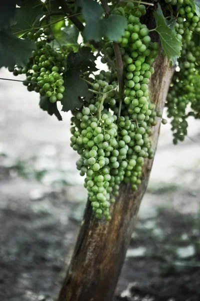 Крупним Планом Зелений Виноград Влітку — стокове фото