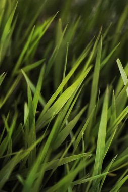 Baharda çimen arka planı kapat