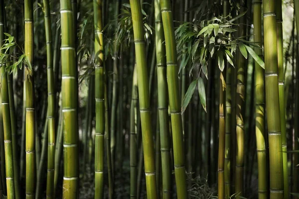 Primer Plano Los Árboles Bambú Los Bosques —  Fotos de Stock