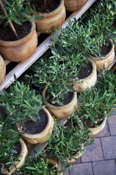 Pequenas árvores de olivre em vaso — Fotografia de Stock