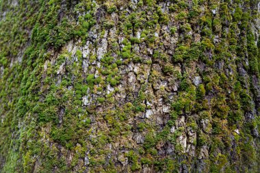 Büyük bir meşe ağacının kabuğunda yosun.