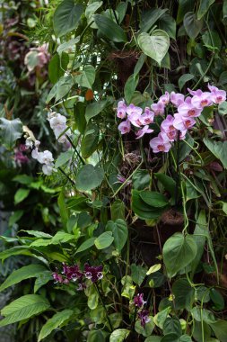 Serada orkidelerin kaynaşması