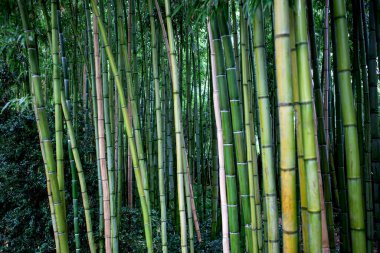 Angers France 'ta bir Asya parkında bambu ormanı