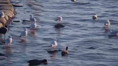 Açık turuncu arkaplanda ilerleyen parlak turuncu elmalar - animasyon