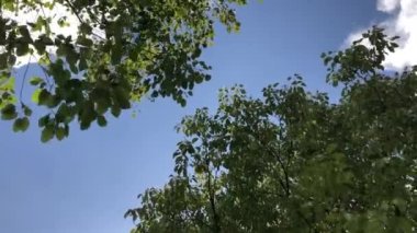 Ağaçtaki yeşil yaprak açık mavi gökyüzü ve bulutlarla rüzgarda