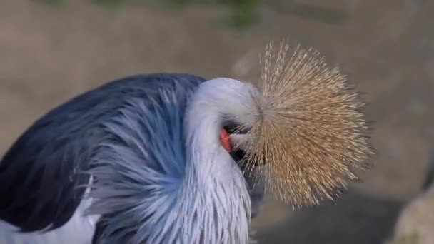 Crane Bird Cleaning Body Parts Thoroughly Sunny Day Close Shot — стоковое видео