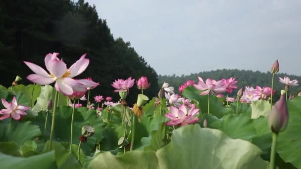 Lotus Giardino Campo Uno Stagno Con Bellissimi Alberi — Video Stock