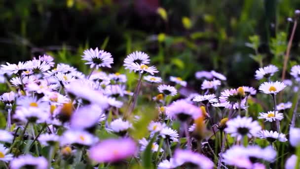 Gyönyörű Oxeye Daisy Flowers Réten Felvétel — Stock videók