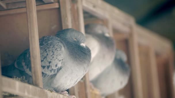 Palomas Durmientes Sus Casas Madera Cerca — Vídeo de stock